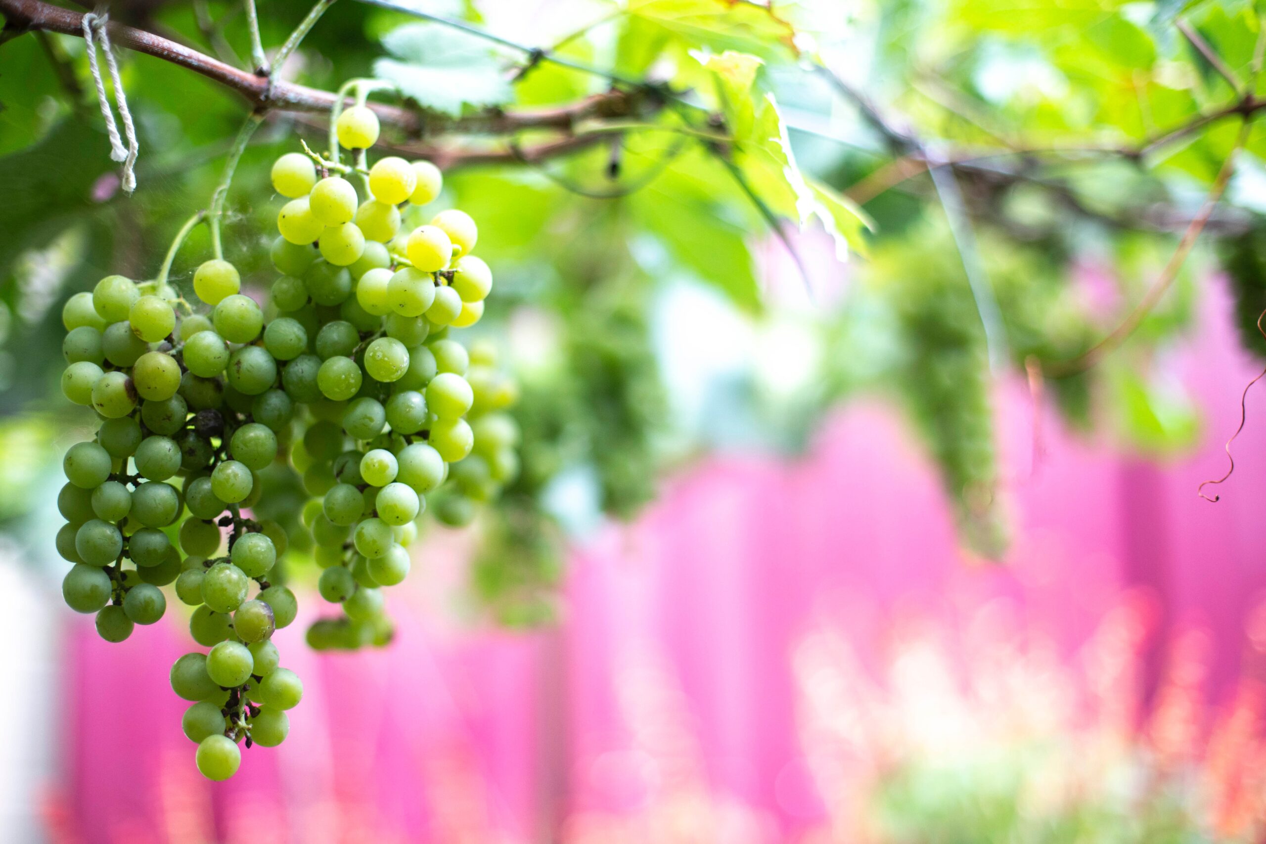 Savour the Sweetness: A Deep Dive into the Delicate Flavours of Prodolce Wines
